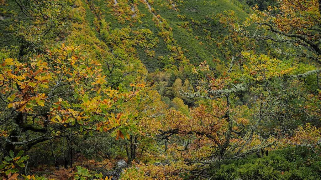 Ruta da Braña de Fontellada