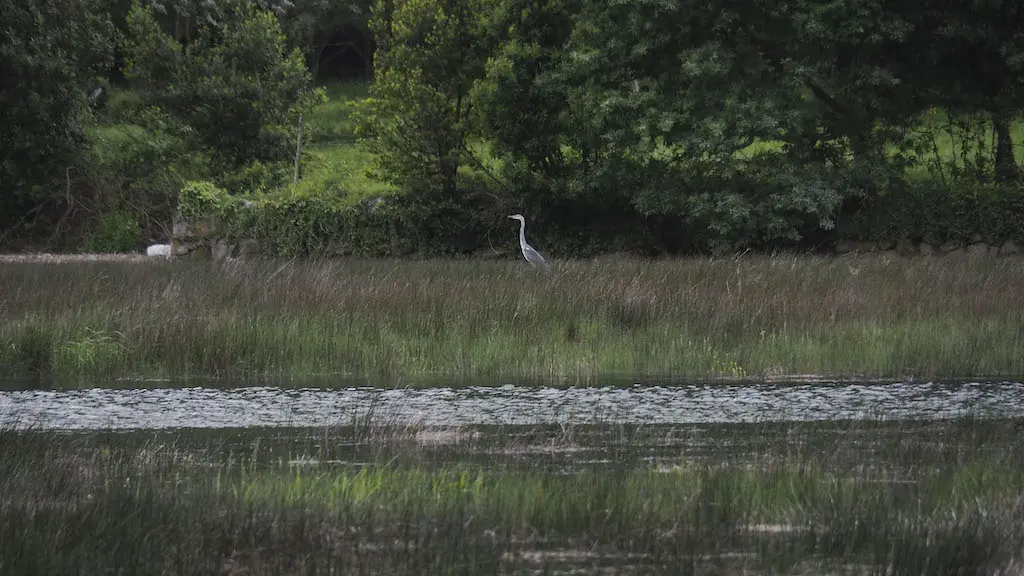 Garza no río Maior